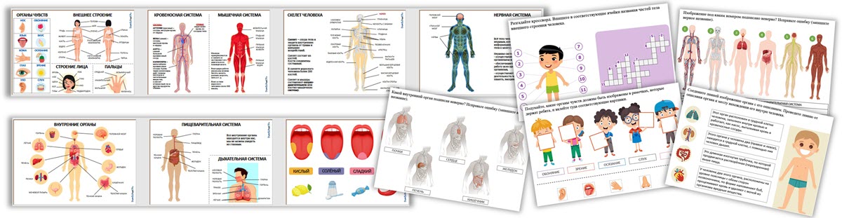 Плакаты по анатомии с подписями для детей и задания